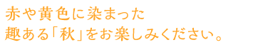 赤や黄色に染まった趣ある「秋」をお楽しみください。